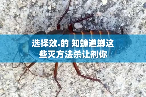 选择效.的 知蟑道螂这些灭方法杀让剂你