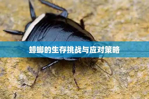 蟑螂的生存挑战与应对策略
