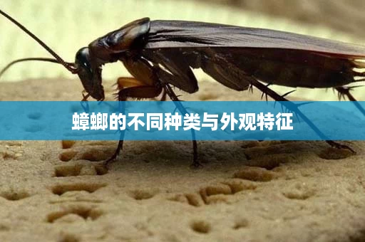 蟑螂的不同种类与外观特征