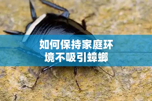 如何保持家庭环境不吸引蟑螂