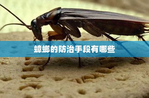 蟑螂的防治手段有哪些