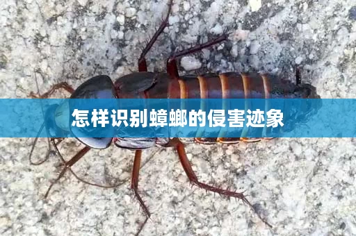 怎样识别蟑螂的侵害迹象