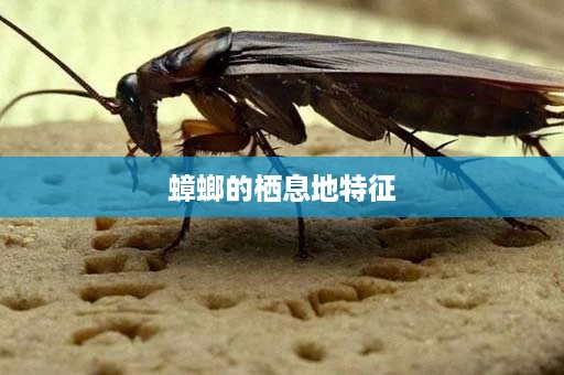 蟑螂的栖息地特征