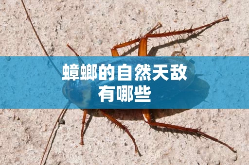 蟑螂的自然天敌有哪些