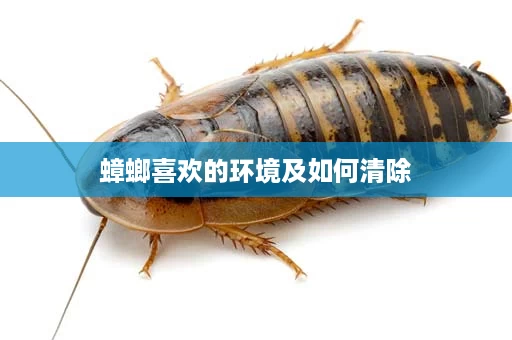 蟑螂喜欢的环境及如何清除