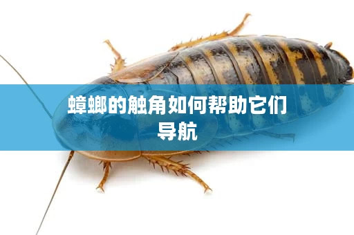 蟑螂的触角如何帮助它们导航