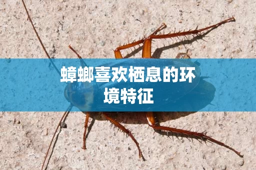 蟑螂喜欢栖息的环境特征