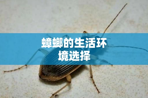 蟑螂的生活环境选择