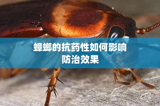 蟑螂的抗药性如何影响防治效果