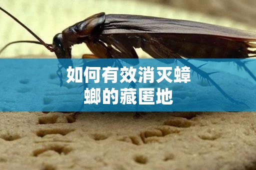 如何有效消灭蟑螂的藏匿地