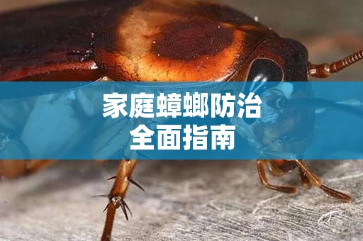 家庭蟑螂防治全面指南