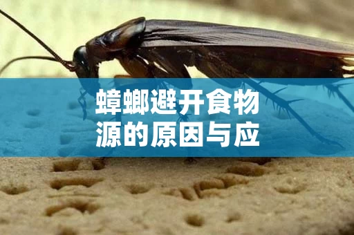 蟑螂避开食物源的原因与应对