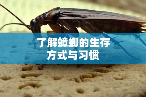 了解蟑螂的生存方式与习惯
