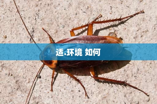 适.环境 如何