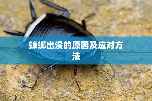蟑螂出没的原因及应对方法