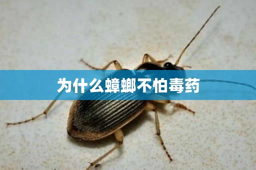 为什么蟑螂不怕毒药