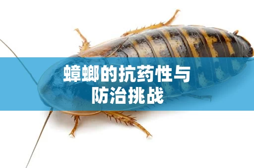 蟑螂的抗药性与防治挑战