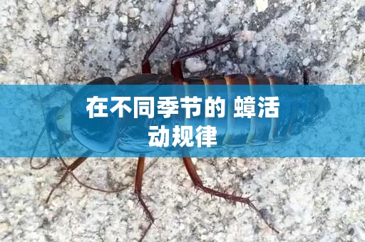 在不同季节的 蟑活动规律