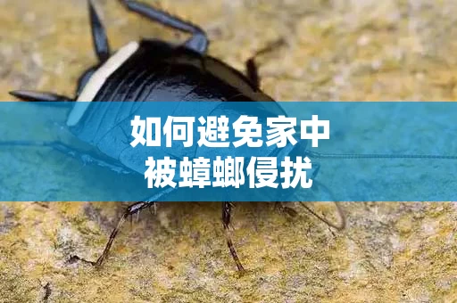 如何避免家中被蟑螂侵扰
