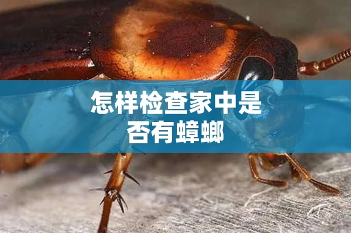 怎样检查家中是否有蟑螂