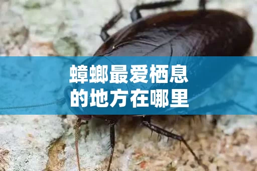 蟑螂最爱栖息的地方在哪里