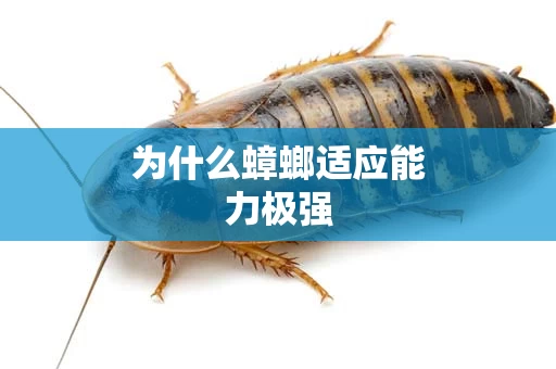 为什么蟑螂适应能力极强