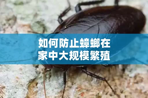 如何防止蟑螂在家中大规模繁殖