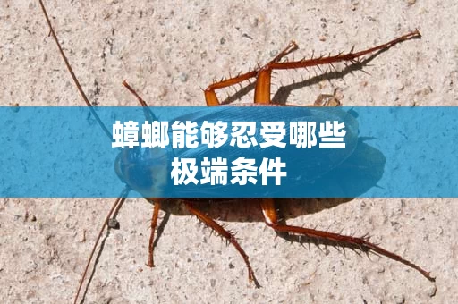 蟑螂能够忍受哪些极端条件