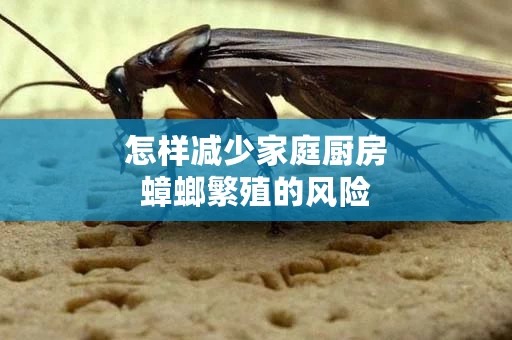 怎样减少家庭厨房蟑螂繁殖的风险