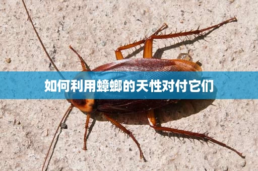 如何利用蟑螂的天性对付它们