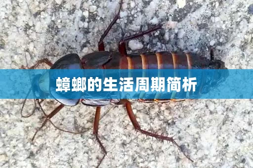 蟑螂的生活周期简析