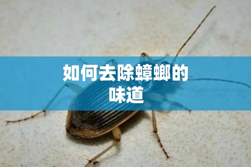 如何去除蟑螂的味道