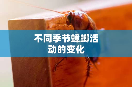 不同季节蟑螂活动的变化