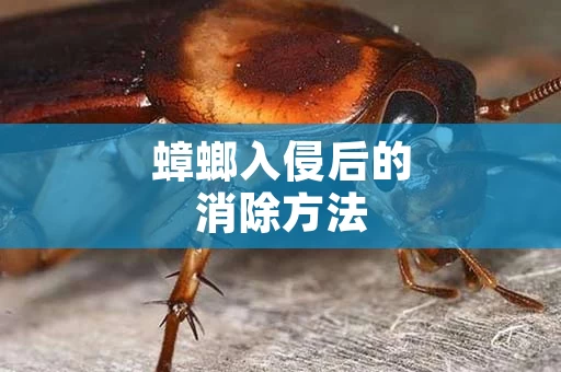 蟑螂入侵后的消除方法