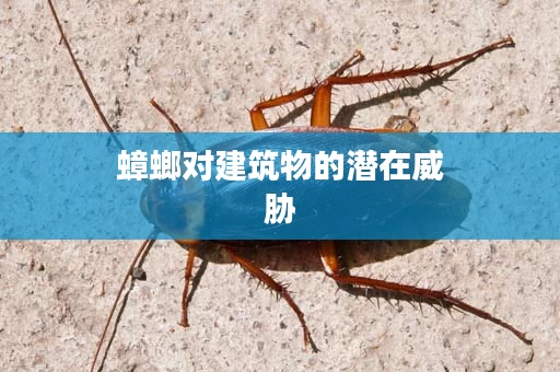 蟑螂对建筑物的潜在威胁
