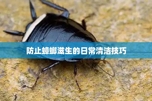 防止蟑螂滋生的日常清洁技巧