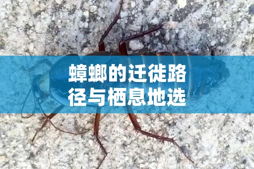 蟑螂的迁徙路径与栖息地选择