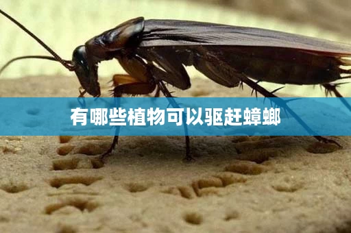 有哪些植物可以驱赶蟑螂