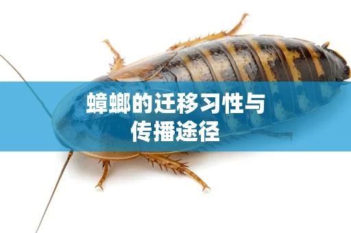 蟑螂的迁移习性与传播途径