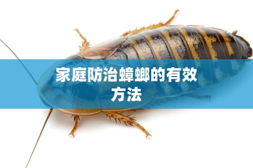 家庭防治蟑螂的有效方法