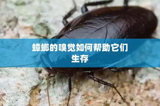 蟑螂的嗅觉如何帮助它们生存