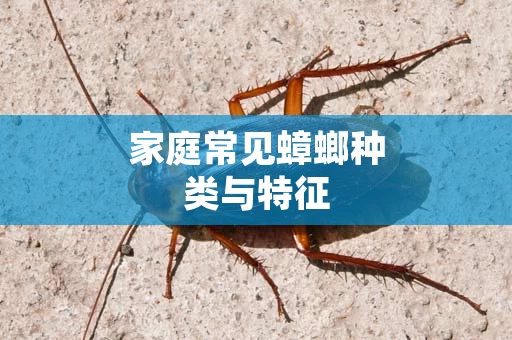 家庭常见蟑螂种类与特征