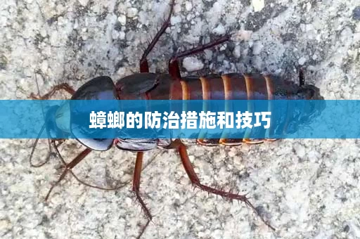 蟑螂的防治措施和技巧