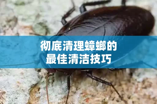 彻底清理蟑螂的最佳清洁技巧