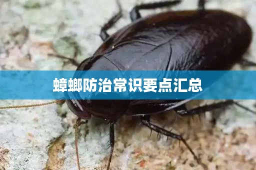 蟑螂防治常识要点汇总