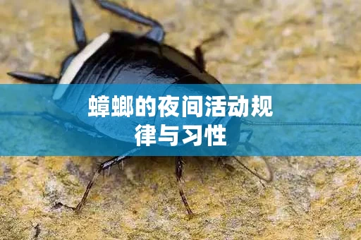蟑螂的夜间活动规律与习性
