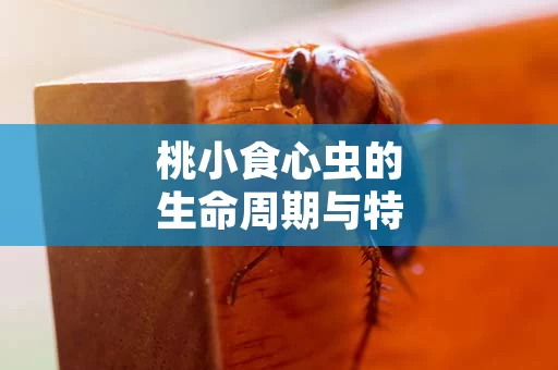 桃小食心虫的生命周期与特点