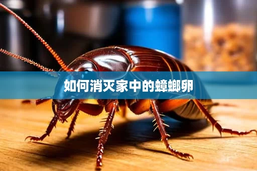 如何消灭家中的蟑螂卵