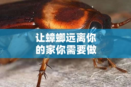 让蟑螂远离你的家你需要做到这些
