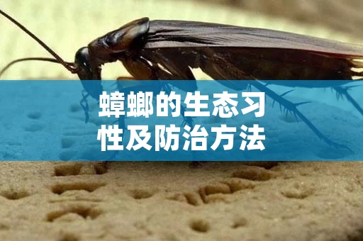 蟑螂的生态习性及防治方法